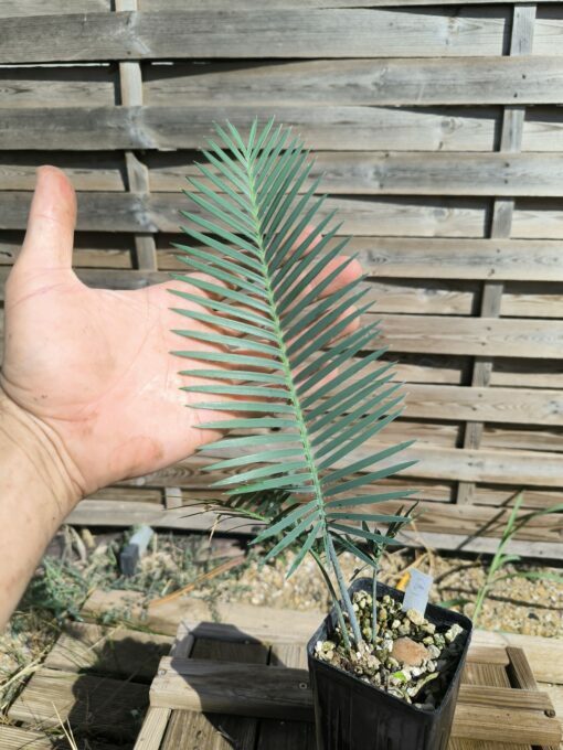 Dioon califanoi 3cm caudex - Image 5