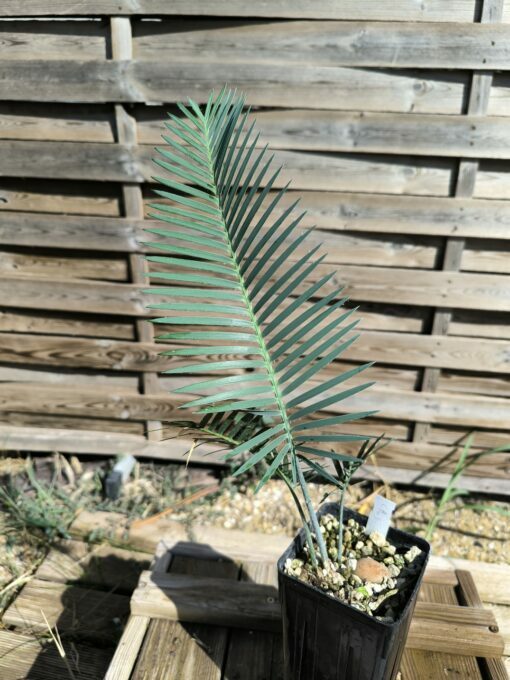 Dioon califanoi 3cm caudex - Image 4