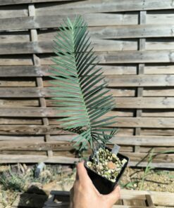 Dioon califanoi 3cm caudex