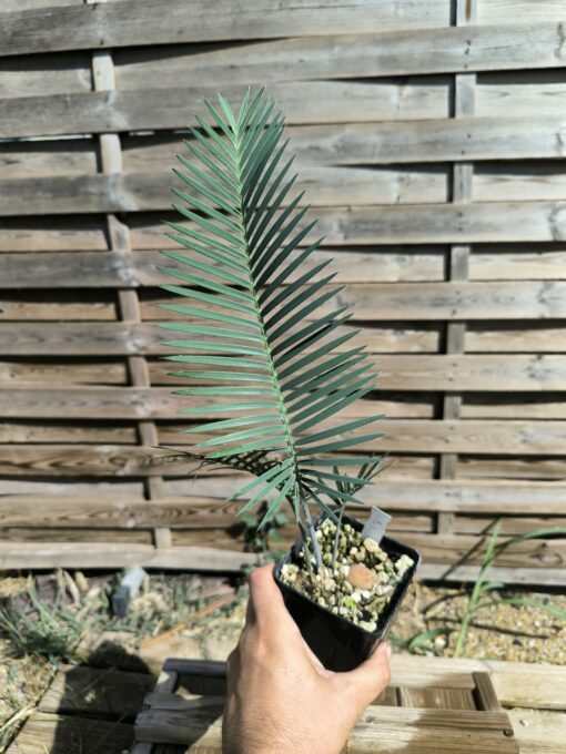Dioon califanoi 3cm caudex