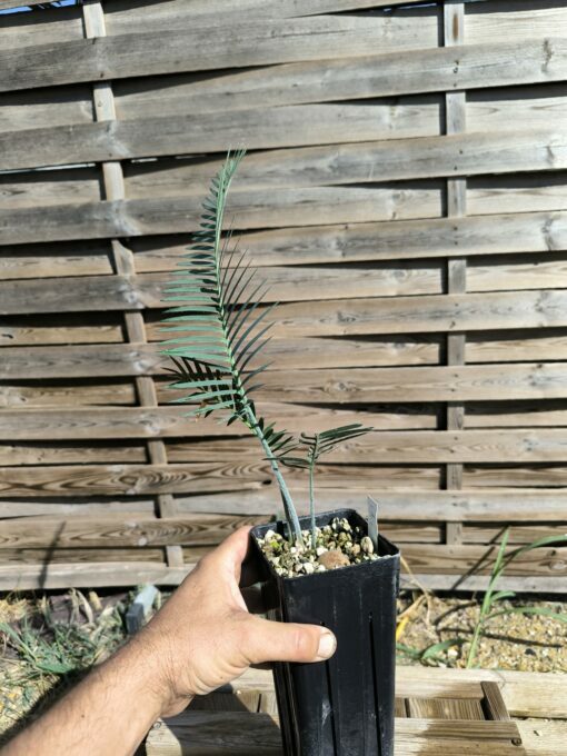Dioon califanoi 3cm caudex - Image 8
