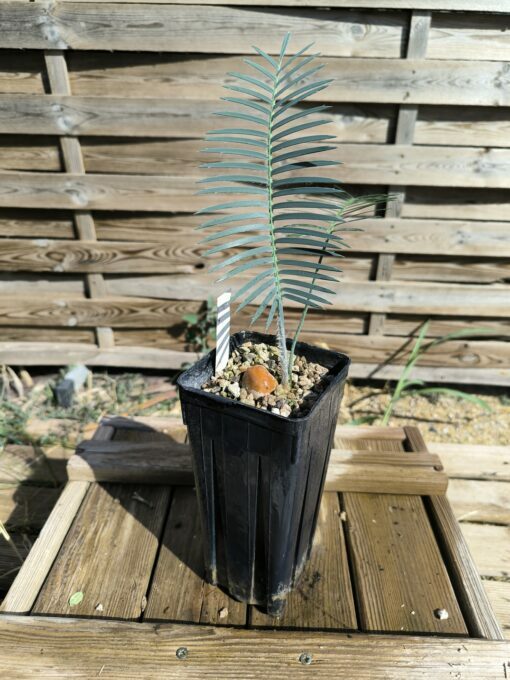 Dioon caputoi – Image 2