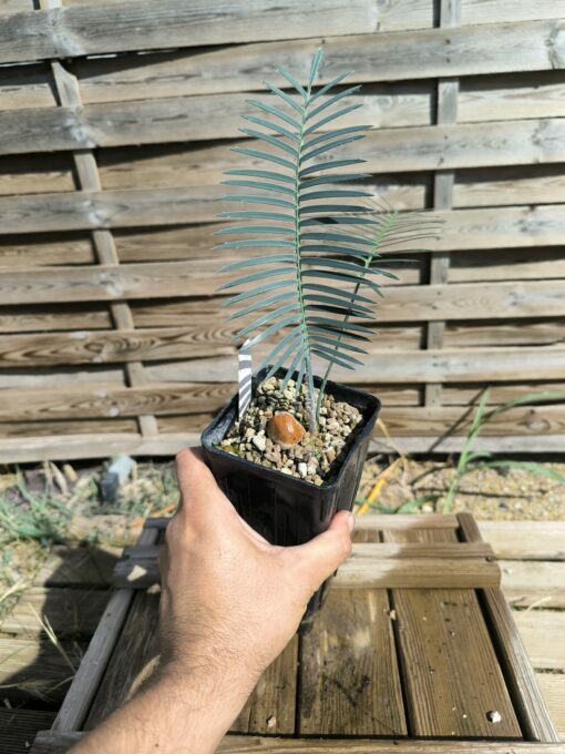 Dioon caputoi – Image 3