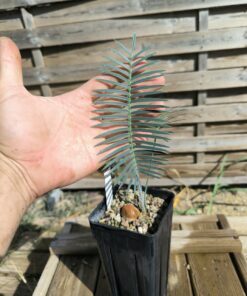 Dioon caputoi