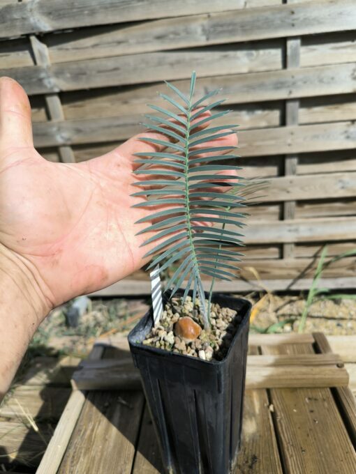 Dioon caputoi
