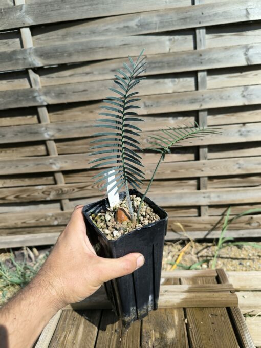 Dioon caputoi – Image 4