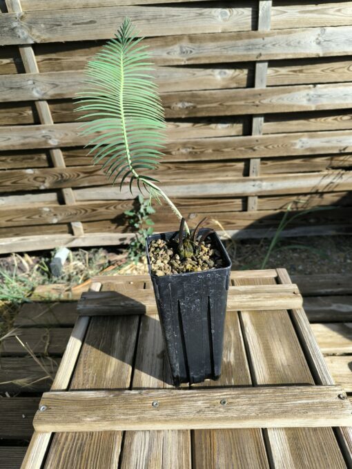 Dioon vovidesii 5cm (rooted offset, female) - Image 2