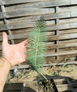 Dioon vovidesii 5cm (rooted offset, female)
