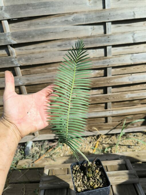 Dioon vovidesii 5cm (rooted offset, female)