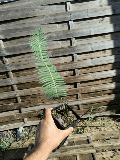 Dioon vovidesii 5cm (rooted offset, female) - Image 4