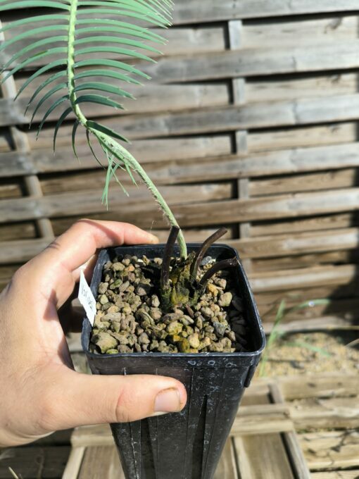 Dioon vovidesii 5cm (rooted offset, female) - Image 3