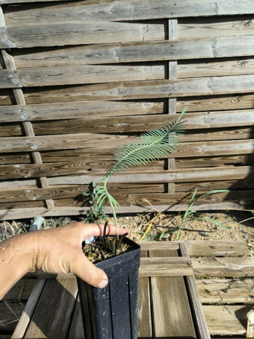 Dioon vovidesii 5cm (rooted offset, female) - Image 6