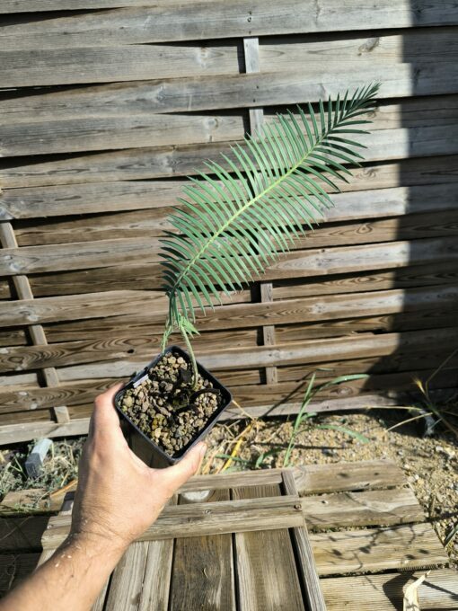 Dioon vovidesii 5cm (rooted offset, female) - Image 5