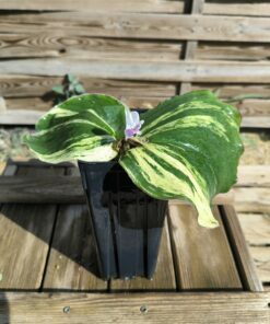 Kaempferia galanga Variegata