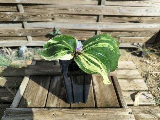 Kaempferia galanga Variegata