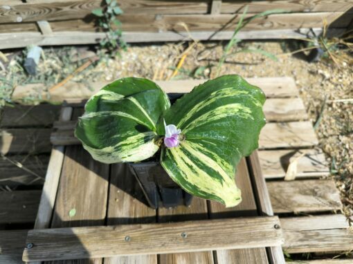Kaempferia galanga Variegata – Image 2