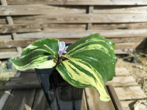 Kaempferia galanga Variegata – Image 4