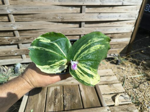 Kaempferia galanga Variegata – Image 5