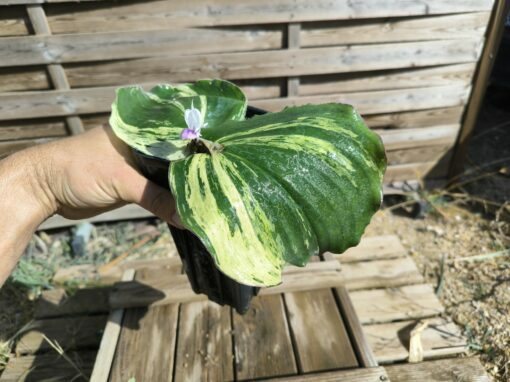 Kaempferia galanga Variegata – Image 3