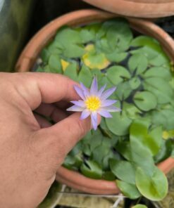 Nymphaea nouchalii "Madagascar"