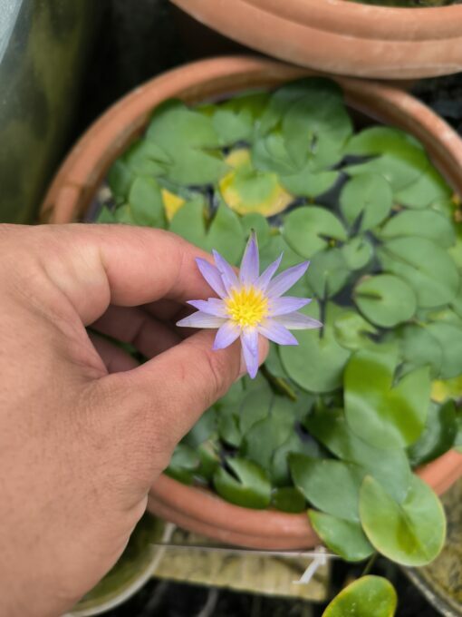 Nymphaea nouchalii "Madagascar"