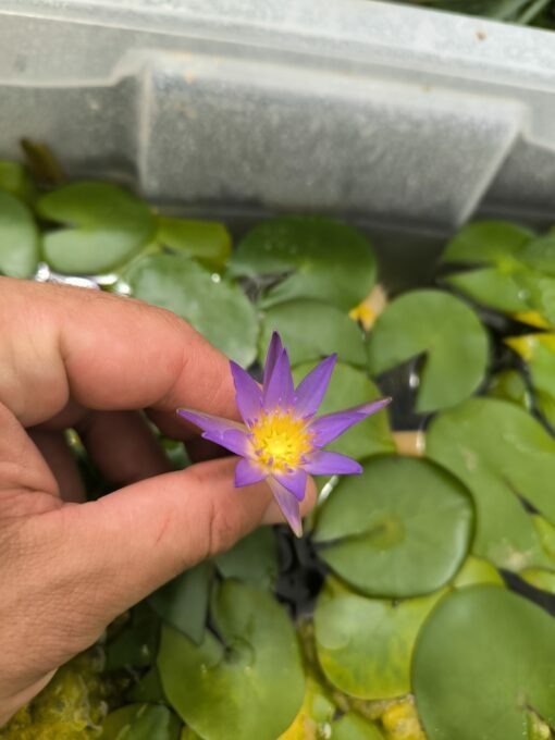 Nymphaea nouchalii "Madagascar" - Image 2