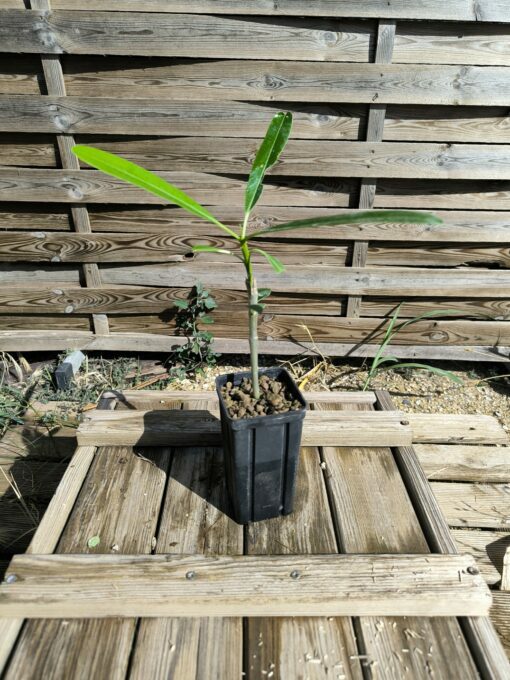 Plumeria cf. emarginata "Cuba" 10-15cm Greffé – Image 3