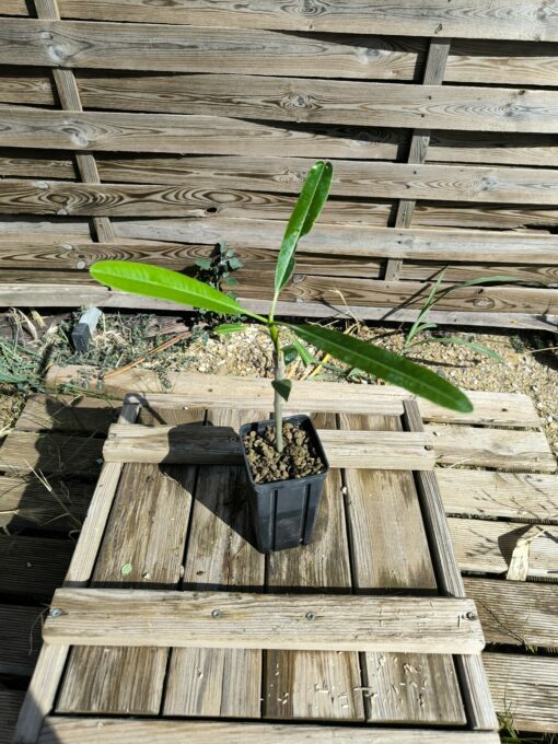 Plumeria cf. emarginata "Cuba" 10-15cm Greffé – Image 2