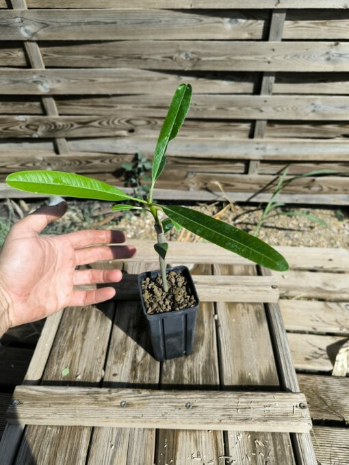 Plumeria cf. emarginata "Cuba" 10-15cm Greffé – Image 4