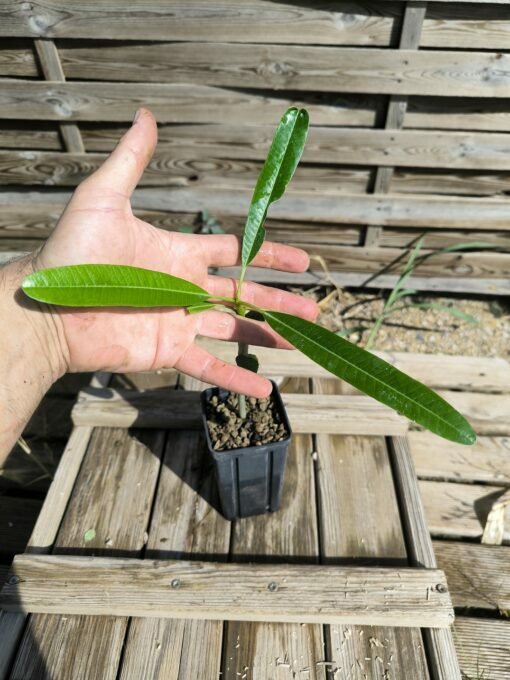 Plumeria cf. emarginata "Cuba" 10-15cm Greffé – Image 5