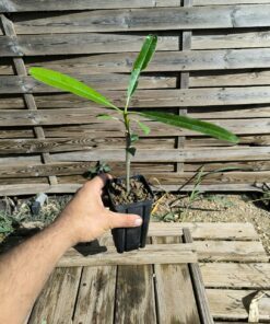 Plumeria cf. emarginata "Cuba" 10-15cm Grafted (Copie)