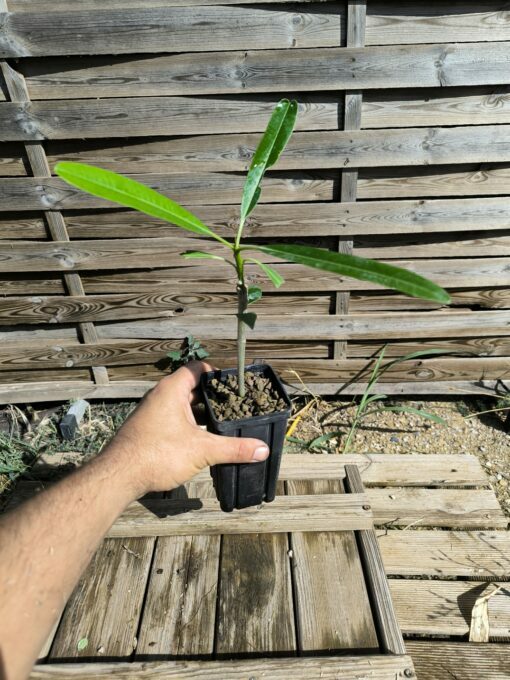 Plumeria cf. emarginata "Cuba" 10-15cm Greffé