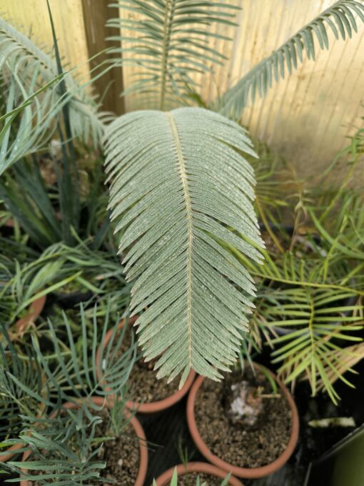 Cycas siamensis "Silver" grafted onto C. revoluta - Image 2