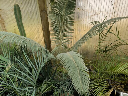 Cycas siamensis "Silver" grafted onto C. revoluta - Image 9