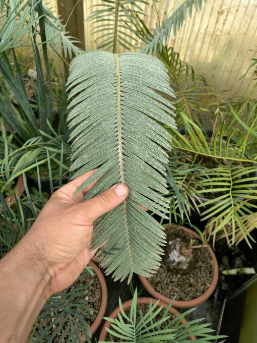 Cycas siamensis "Silver" grafted onto C. revoluta - Image 8