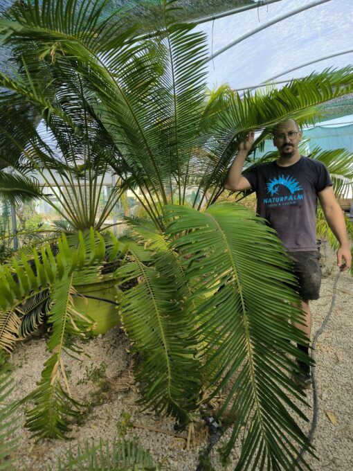 Cycas panzhihuaensis x diannanensis - Image 7
