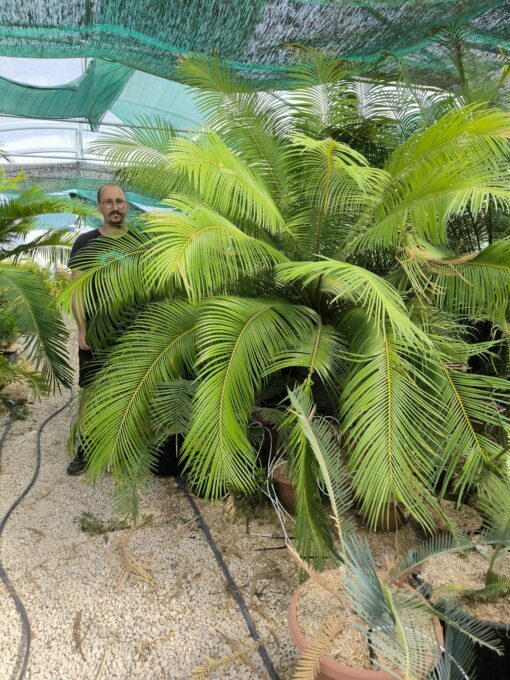 Cycas taiwaniana (syn. hainanensis) – Image 2