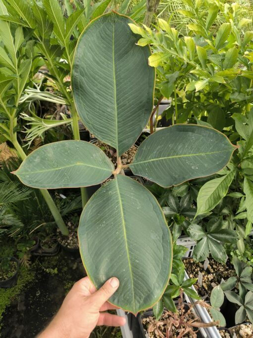 Amorphophallus macrophyllus – Image 2