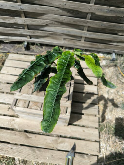 Alpinia rugosa – Image 3