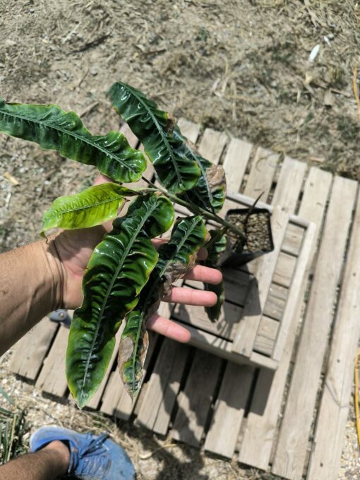 Alpinia rugosa