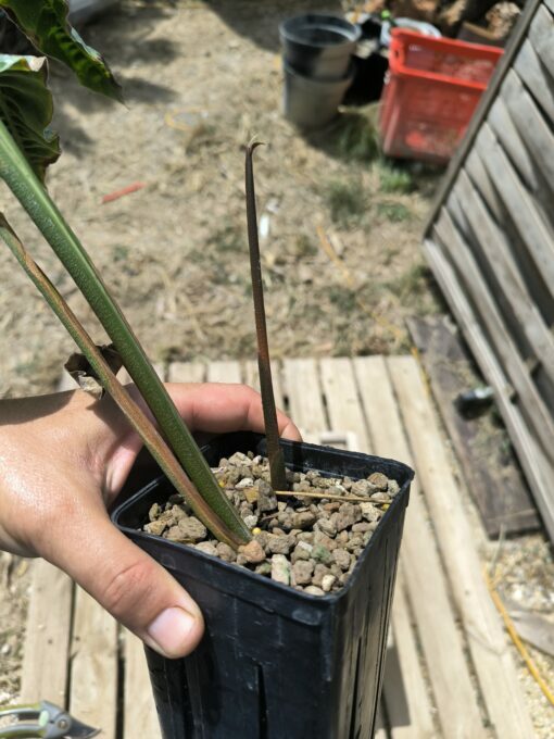 Alpinia rugosa – Image 5