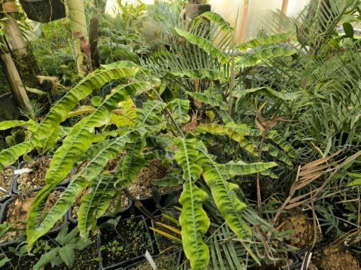 Alpinia rugosa – Image 2