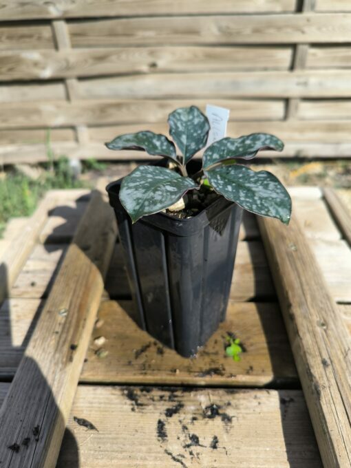Amorphophallus allenii M – Image 2