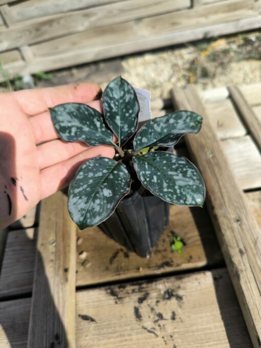 Amorphophallus allenii M – Image 3