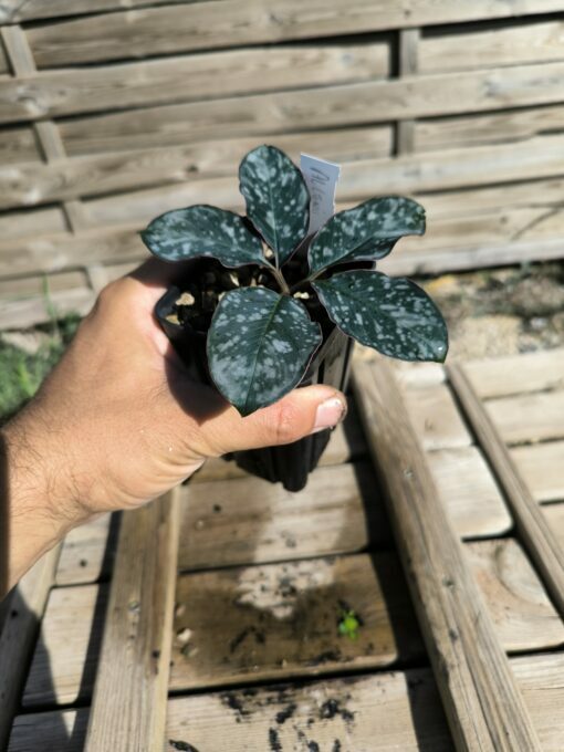 Amorphophallus allenii M – Image 5