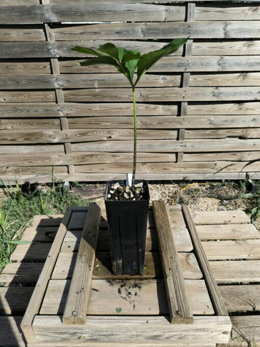 Amorphophallus impressus 20cm – Image 3