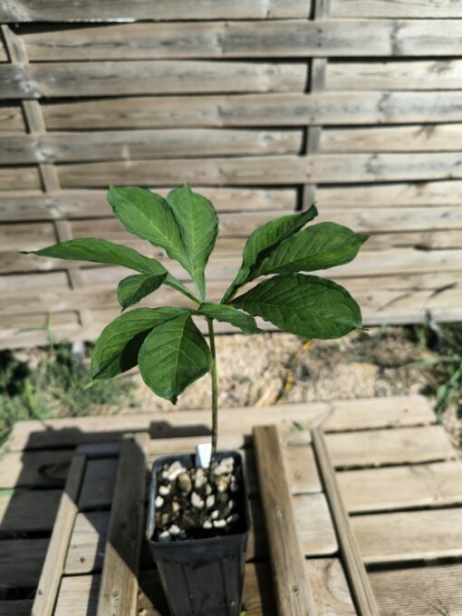 Amorphophallus impressus 20cm – Image 4