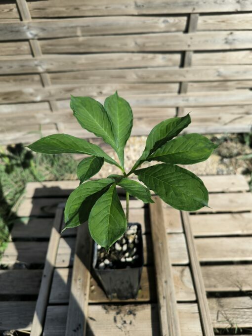 Amorphophallus impressus 20cm – Image 5