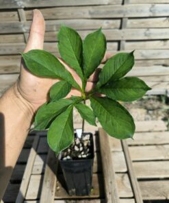 Amorphophallus impressus 20cm