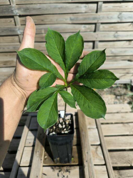 Amorphophallus impressus 20cm